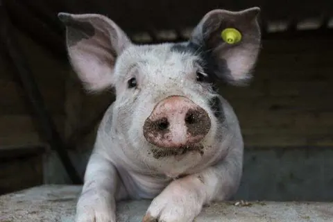 De Valkhoeve Mill foto 18