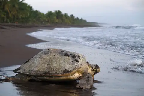 Natuurlijk Costa Rica in Costa Rica, foto 16
