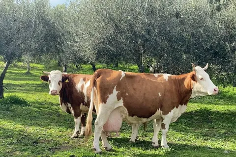 Tenuta di Roccadia foto 11