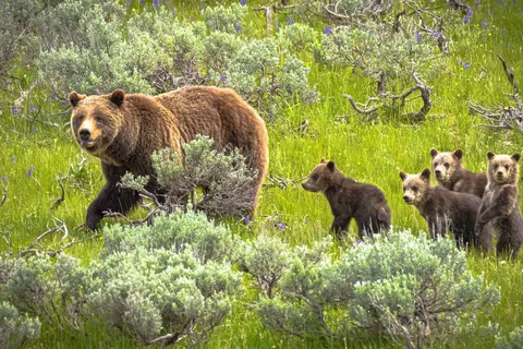 Experience the pristine Northwest foto 3