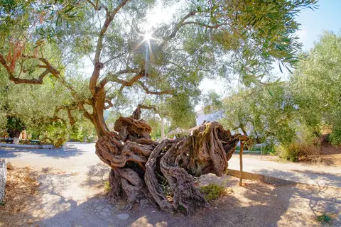 Ontdek Zakynthos vanuit Argassi in Griekse eilanden — foto 4