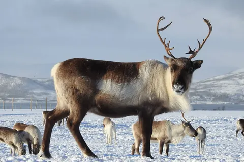 5-daags Winteravontuur Malangen foto 5