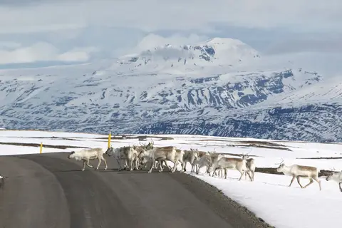 Gletsjers en het Noorderlicht in Zuid-IJsland en Reykjavik — foto 5