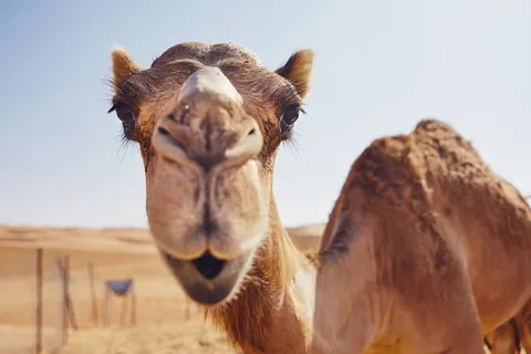 Best of Oman in Bawshar