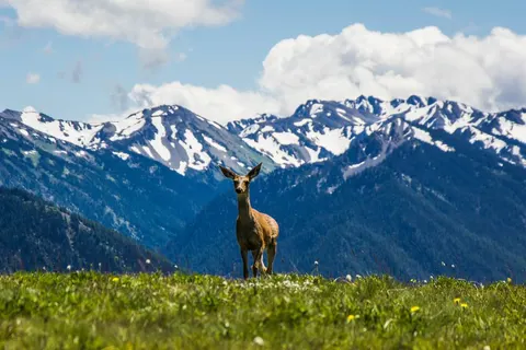 Explore the Scenic Pacific Northwest foto 1