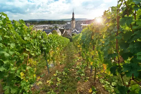 Over de Rijn naar Rüdesheim in Rijn — foto 3