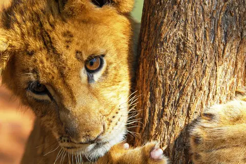 Zuid-Afrika op het Gemak in Noorderlijk Zuid-Afrika, Krugerpark, Panoramaroute — foto 8