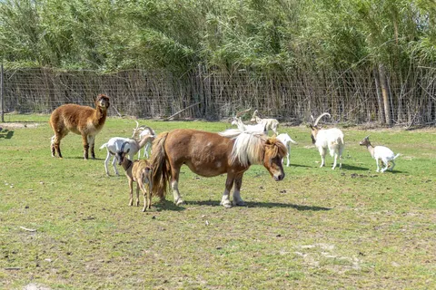 Camping Les Fontaines foto 5