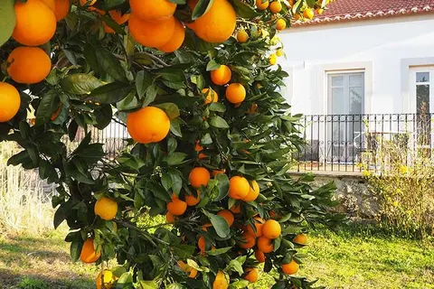 Quinta Vale Porcacho in Tábua — foto 19