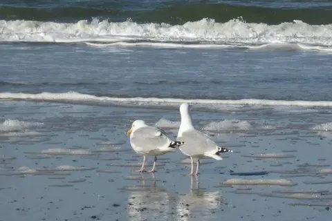 Ringhotel Residenz Wittmund foto 17