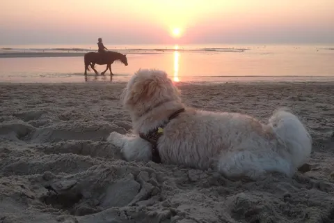 Camping De Nollen foto 29