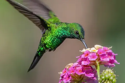 Perfect Match Costa Rica & Panama in Al Alma — foto 6