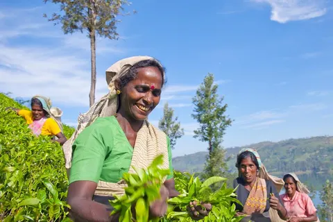 19-daagse rondreis Parels van Sri Lanka in Kelebokka — foto 3