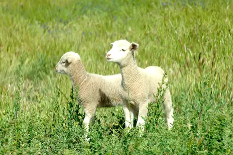 Hotel Rural Vila Gale Alentejo Vineyards foto 32