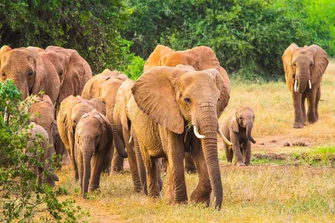 9 daagse safari Selous & Zanzibar foto 4