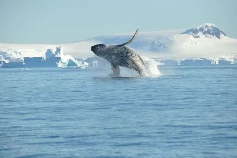 Expeditiecruise Antarctica per m/v Hondius in Cruisereizen — foto 5