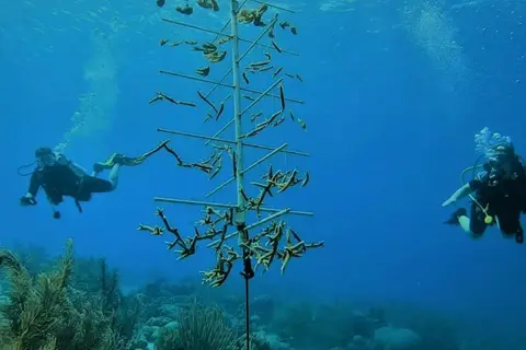 Bloozz Resort Bonaire in Kralendijk, foto 21