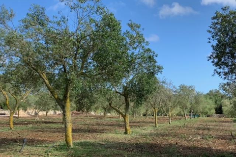 Malbuger Nou Agroturismo foto 12