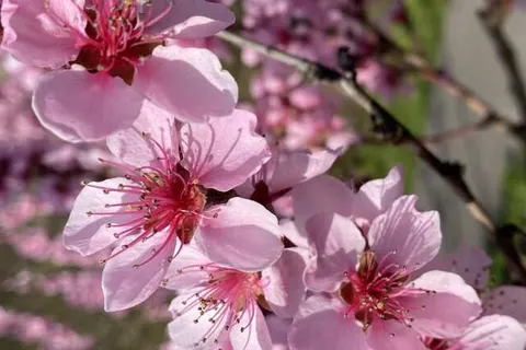 MOSELTEL Ernst/Cochem foto 19