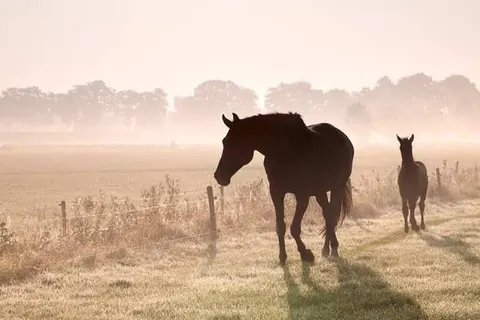 Bed and Breakfast Het Vinkenest foto 28