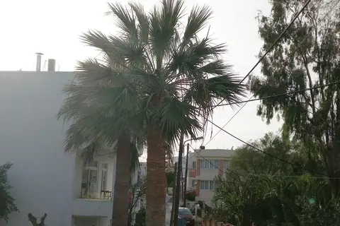 Zinovia in Δαράτσος — foto 12