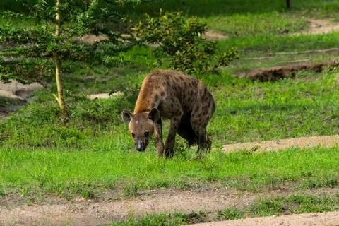 12 daagse safari Selous & Zanzibar deluxe foto 3