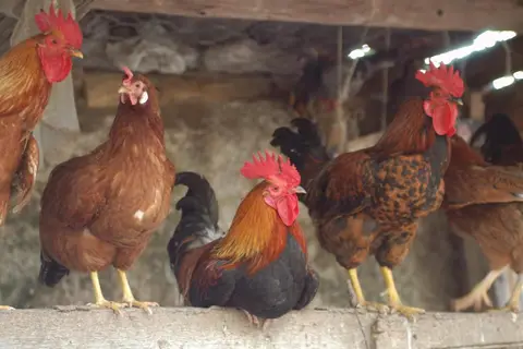 Duca Di Castelmonte in Trapani — foto 21