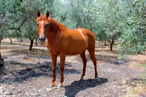 Tenuta di Roccadia in Carlentini, foto 5