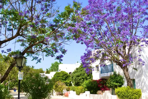 Paphos Gardens Holiday Resort foto 5