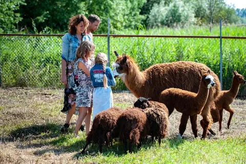 Camping De Vogel foto 8