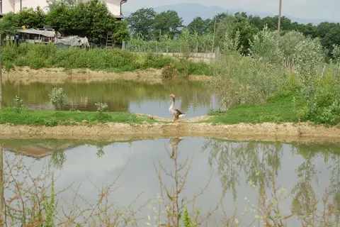 Azienda Agricola Musignano in Vinci, foto 12