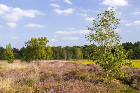 B&B De Grote Waaij foto 17