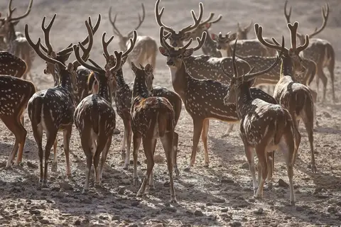 Anantara Sir Bani Yas Island Al Yamm Villa Resort in صير بني ياس — foto 11