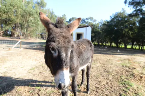 Quinta da Samoqueirinha in Odemira — foto 5