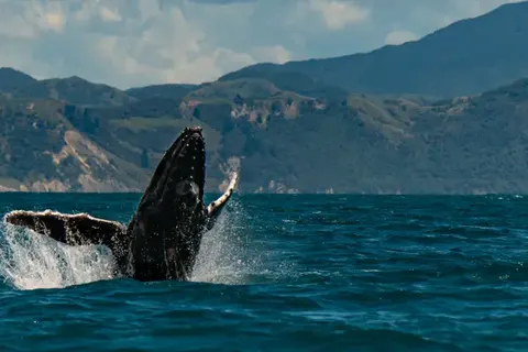 Experience the Highlights of New Zealand in Waitematā — foto 6