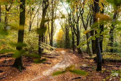 Luxe Bed and Breakfast Het Colmerhof foto 35