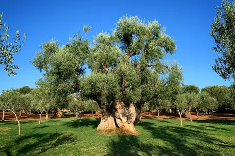 Agriturismo Masseria San Martino in Fasano, foto 11