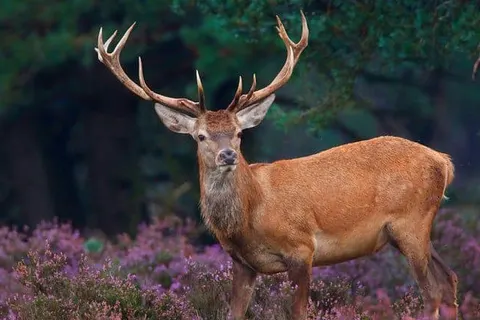 Witte Berken Natuurhotel foto 41