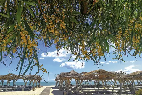 The Orangers Beach Resort & Bungalows in The Orangers Beach Resort & Bungalows — foto 19