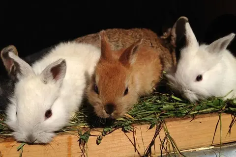 Hotel Stieglerhof foto 4