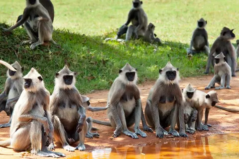 19-daagse rondreis Parels van Sri Lanka in Kelebokka — foto 5