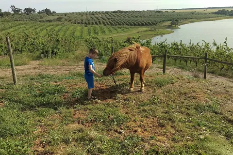 Hotel Rural Vila Gale Alentejo Vineyards foto 4