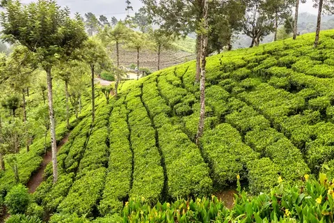 Discover Authentic Sri Lanka foto 7