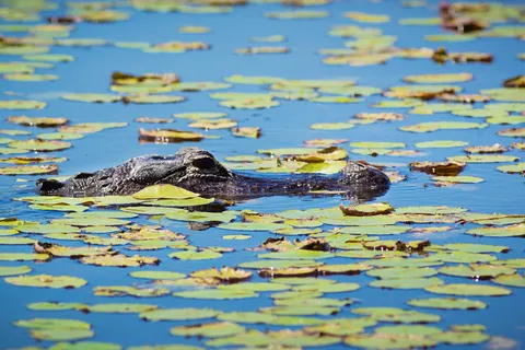 Discover Fantastic Florida foto 4