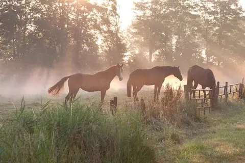 Bed and Breakfast Erve Groot Wegereef foto 16