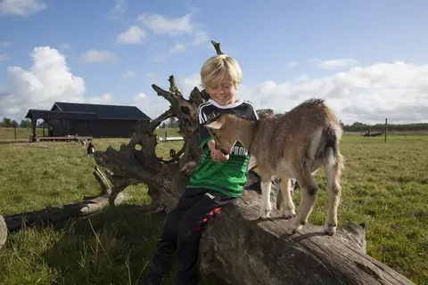 Vakantiepark Lalandia Billund in Billund (plaats) — foto 9