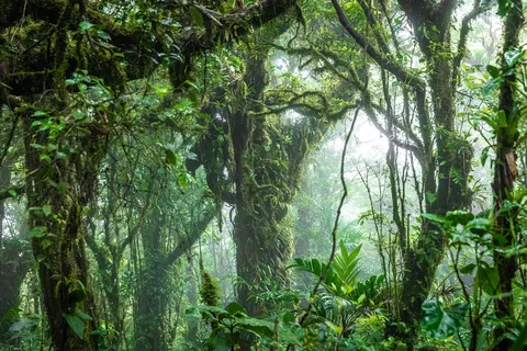 Natuurlijk Costa Rica in Costa Rica — foto 8