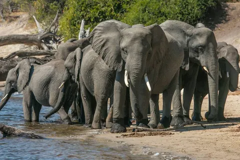 Explore Beautiful Botswana foto 3