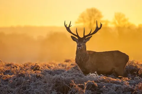 Bilderberg Residence Groot Heideborgh foto 16