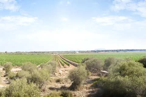 Sa Bassa Plana in Palma — foto 26